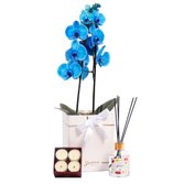 Orquídea Azul no Box Branco e Linha Aromática Giuliana Flores