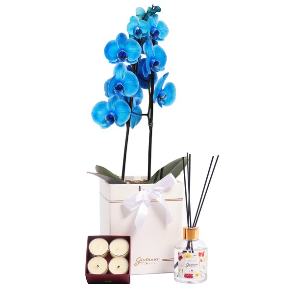Orquídea Azul no Box Branco e Linha Aromática Giuliana Flores