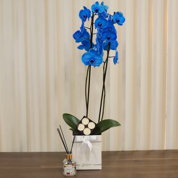 Orquídea Azul no Box Branco e Linha Aromática Giuliana Flores