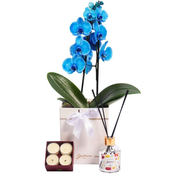 Orquídea Azul no Box Branco e Linha Aromática Giuliana Flores