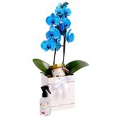 Orquídea Azul Primor e Linha Aromática Giuliana Flores
