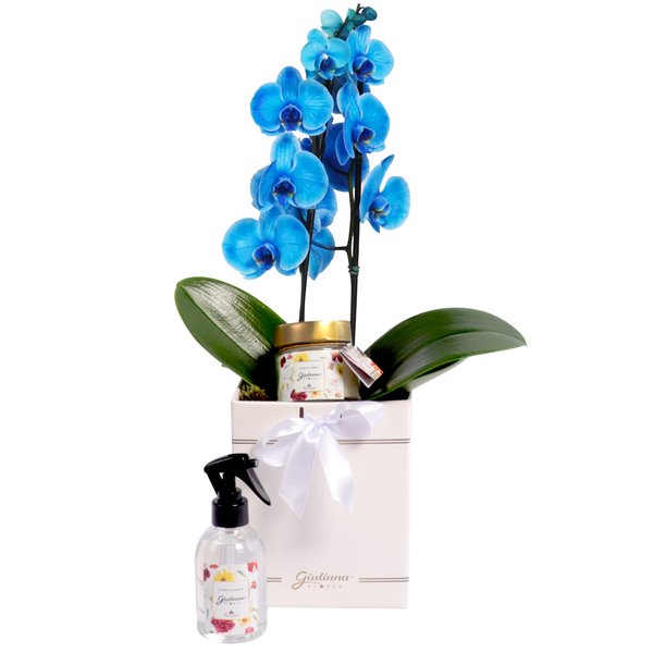 Orquídea Azul Primor e Linha Aromática Giuliana Flores