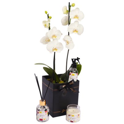 Orquídea Branca no Box Preto e Linha Aromática Giuliana Flores