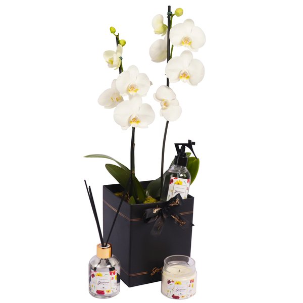 Orquídea Branca no Box Preto e Linha Aromática Giuliana Flores