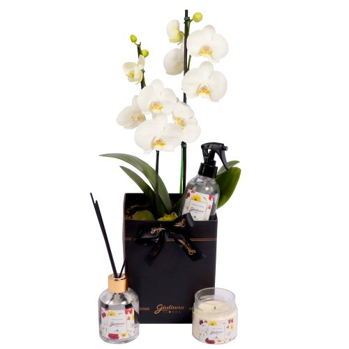 Orquídea Branca no Box Preto e Linha Aromática Giuliana Flores