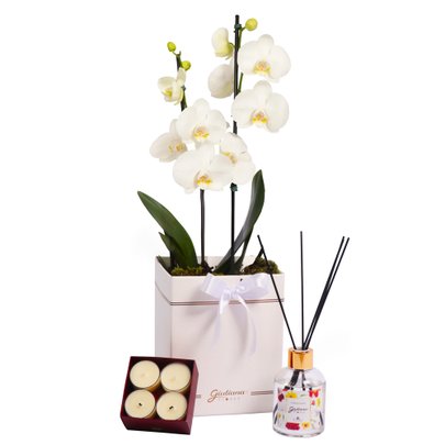 Orquídea Branca no Box e Linha Aromática Giuliana Flores