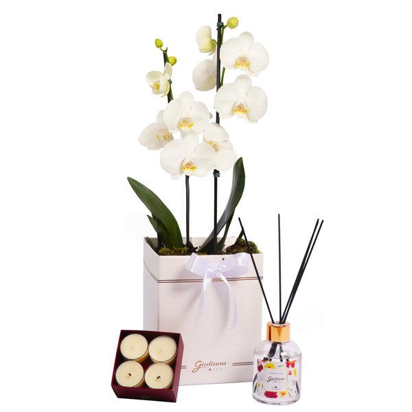Orquídea Branca no Box e Linha Aromática Giuliana Flores