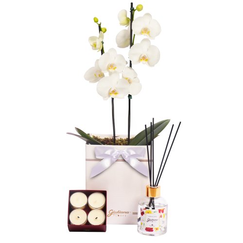 Orquídea Branca no Box e Linha Aromática Giuliana Flores