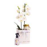 Orquídea Branca no Box Primor e Linha Aromática Giuliana Flores