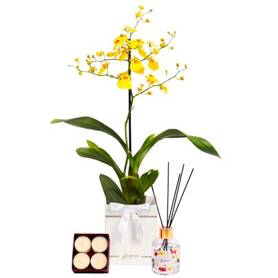 Orquídea Chuva de Ouro Garbo e Linha Aromática Giuliana Flores