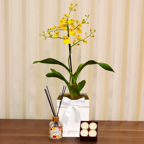 Orquídea Chuva de Ouro Garbo e Linha Aromática Giuliana Flores