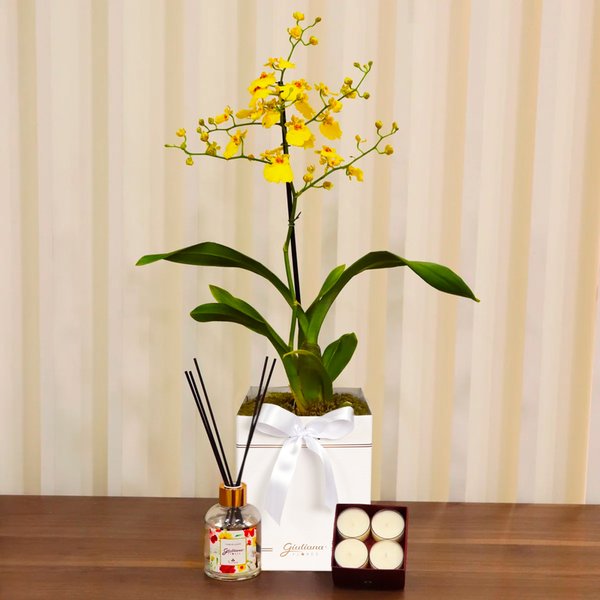 Orquídea Chuva de Ouro Garbo e Linha Aromática Giuliana Flores