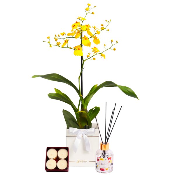 Orquídea Chuva de Ouro Garbo e Linha Aromática Giuliana Flores
