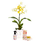 Orquídea Chuva de Ouro e Linha Aromática Giuliana Flores