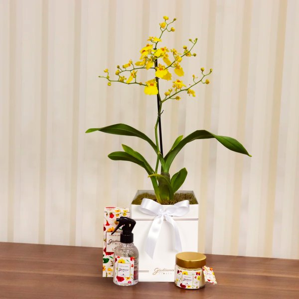 Orquídea Chuva de Ouro e Linha Aromática Giuliana Flores