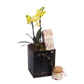 Mini Rara Amarela e Linha Aromática Giuliana Flores