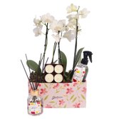 Dupla de Orquídea Branca e Linha Aromática Giuliana Flores