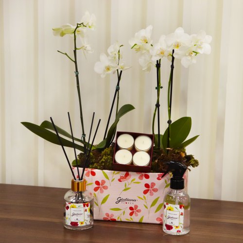 Dupla de Orquídea Branca e Linha Aromática Giuliana Flores