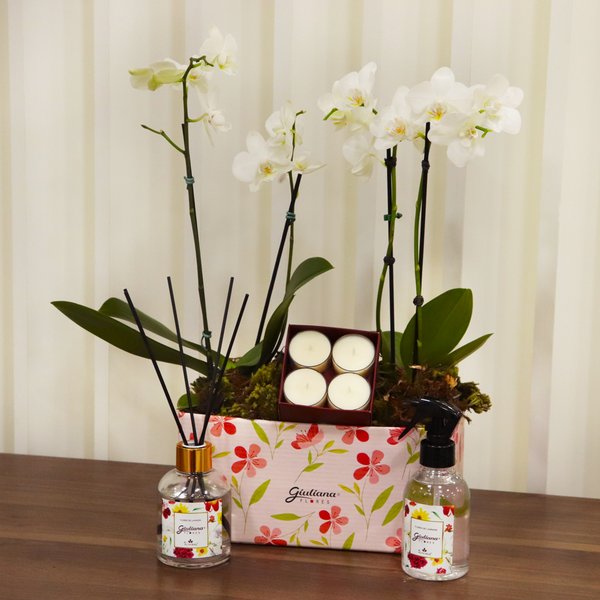 Dupla de Orquídea Branca e Linha Aromática Giuliana Flores