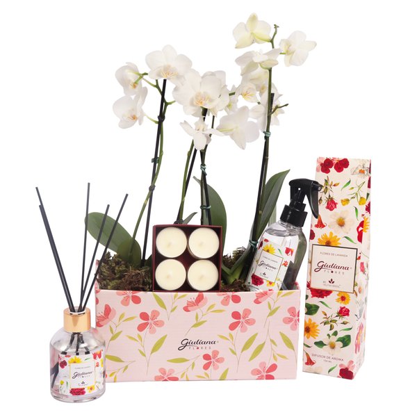 Dupla de Orquídea Branca e Linha Aromática Giuliana Flores