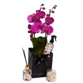 Orquídea Pink e Linha Aromática Giuliana Flores