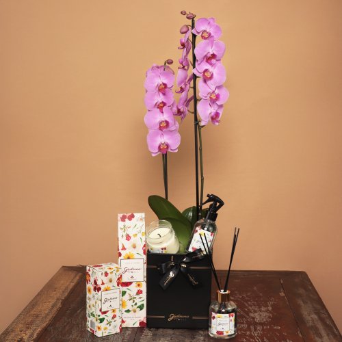 Orquídea Pink e Linha Aromática Giuliana Flores
