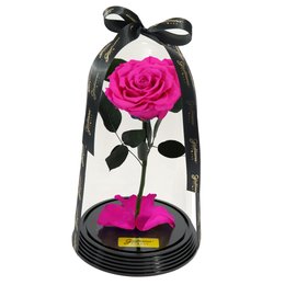 Imagem de Fabulosa Rosa Encantada Pink