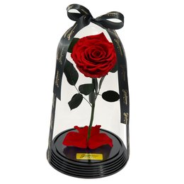 Imagem de Fabulosa Rosa Encantada Vermelha