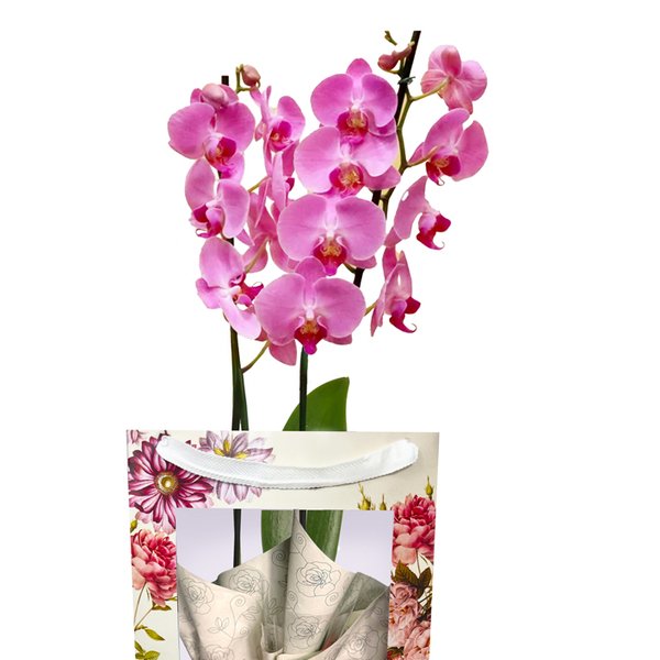 Orquídea Pink Presente na Bag Floral