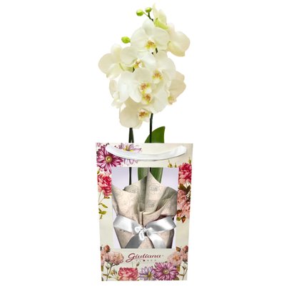 Orquídea Branca Presente na Bag Floral