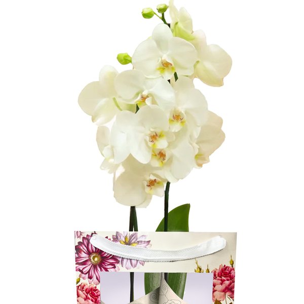 Orquídea Branca Presente na Bag Floral