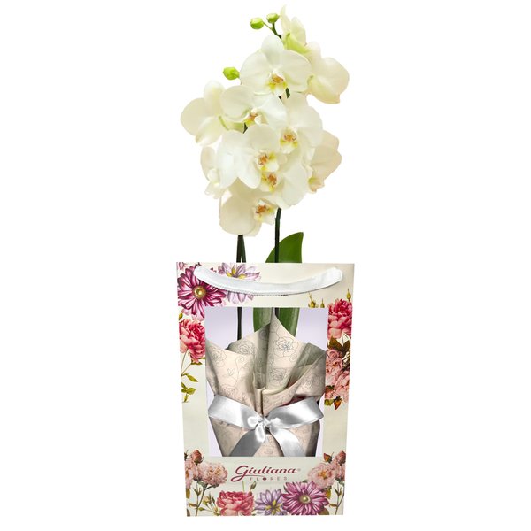 Orquídea Branca Presente na Bag Floral
