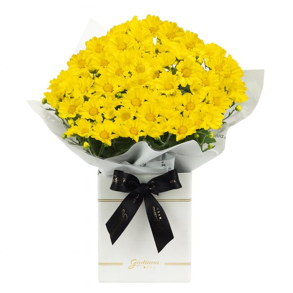 Margaridinha Plantada Amarela no Box Primor