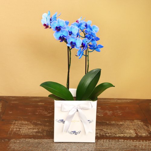 Mini Rara Azul no Box Azulejo