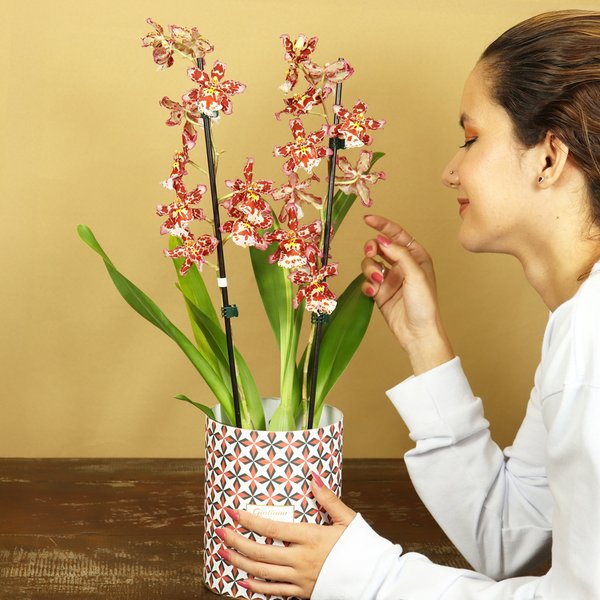 Orquídea Havaiana no Box Ladrilho