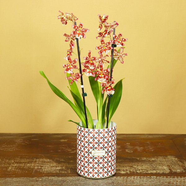 Orquídea Havaiana no Box Ladrilho