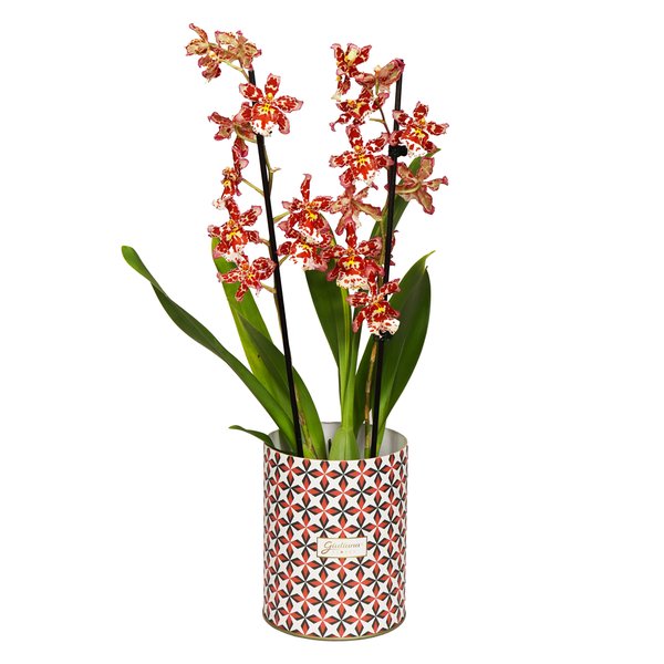 Orquídea Havaiana no Box Ladrilho