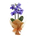Mini Orquídea Rara Violeta