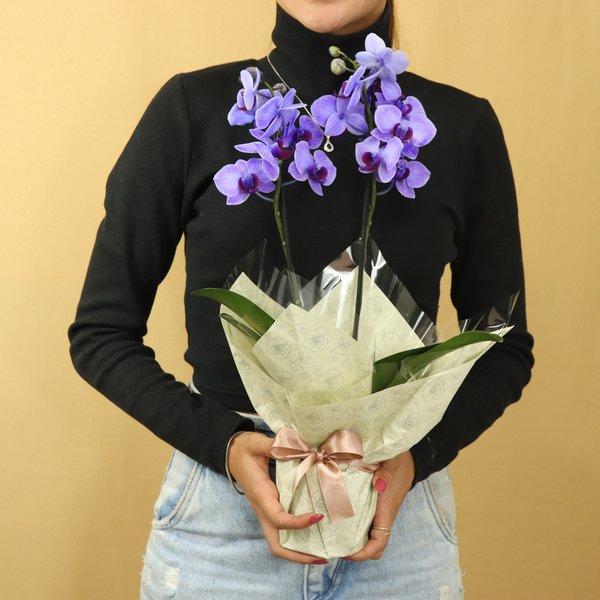 Mini Orquídea Rara Violeta