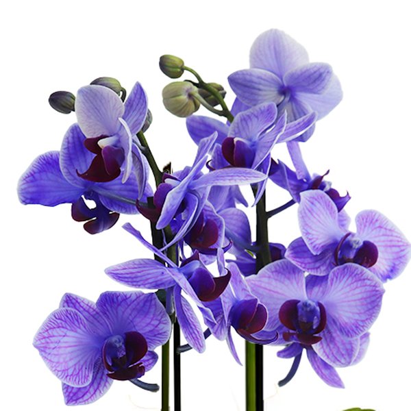 Mini Orquídea Rara Violeta