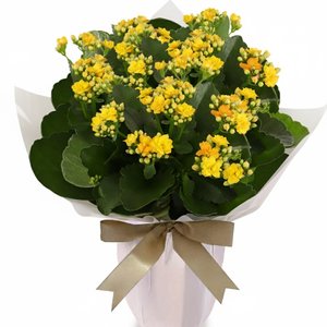 Imagem de Flor da Fortuna Amarela Plantada Presente