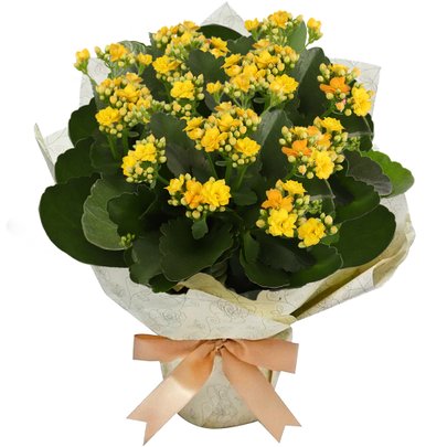 Kalanchoe Amarelo Plantado Presente