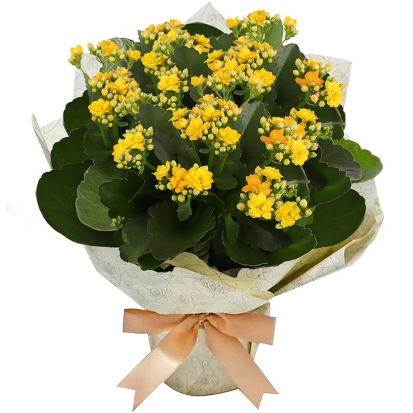 Kalanchoe Amarelo Plantado Presente