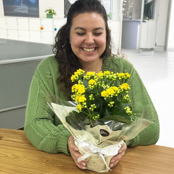 Kalanchoe Amarelo Plantado Presente