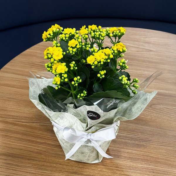 Kalanchoe Amarelo Plantado Presente