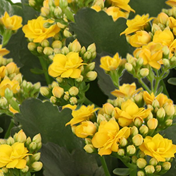 Kalanchoe Amarelo Plantado Presente