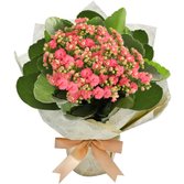 Kalanchoe Cor de Rosa Plantado Presente