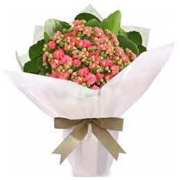 Imagem de Flor da Fortuna Cor de Rosa Plantada Presente