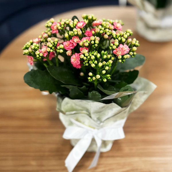 Kalanchoe Cor de Rosa Plantado Presente