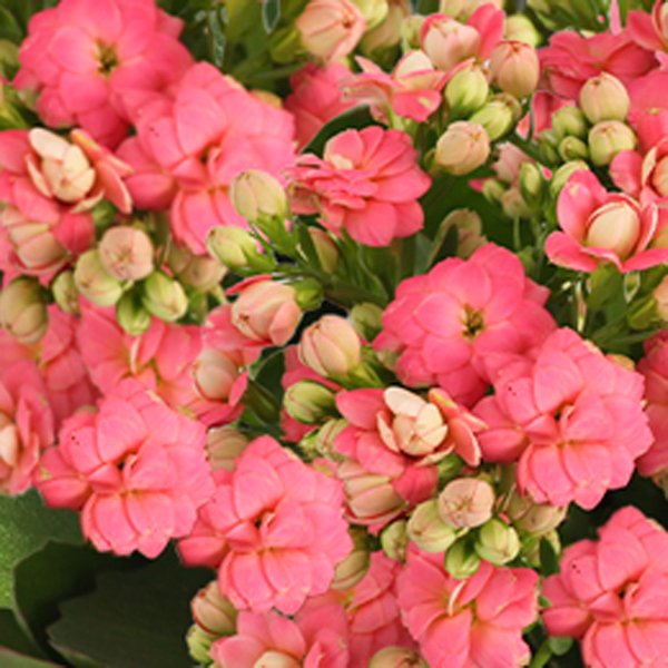 Kalanchoe Cor de Rosa Plantado Presente